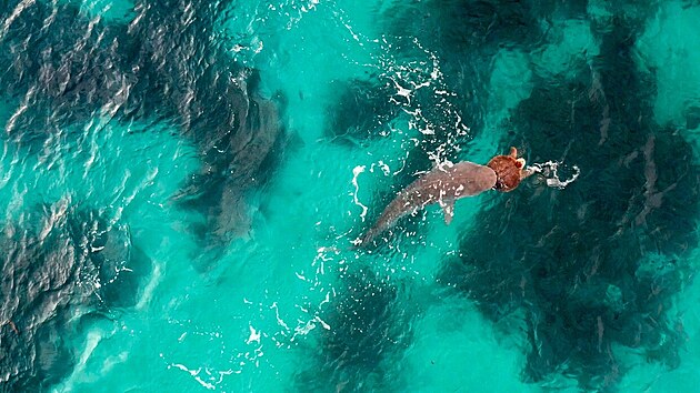 Snmek z dronu pozen u Coral Bay v zpadn Austrlii. ralok tyg lov elvu, svou oblbenou pochoutku. (25. ervna 2022)
