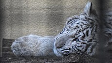 Bílá tyg�ice Charlota, zadr�ená z nelegálního chovu, strávila v Hodonín� necelý...