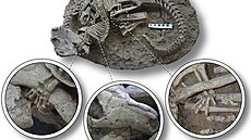 Tyto ti prvky fosilie svdí podle autor studie o tom, e výjev zachycuje...