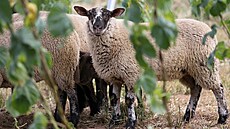 Ovce postupn oírají rostliny, které byly na chmelnici vysázeny ped nkolika...