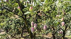 Mangovník zaíná nahrazovat jablon i hruky, je toti odolnjí vi vysokým...