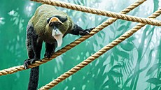 Malik, ko�kodan Brazz�v