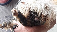 Maltézský pes byl v zuboeném stavu, veteriná ho musel nechat utratit.