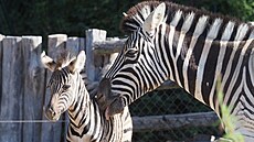 Malá zebra Burchellova, její pohlaví chovatelé zatím neurili, se má k svtu....