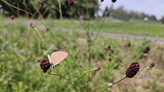 Travnaté lemy cyklotras v Poodí jsou cenným biotopem hmyzu, vetn siln...