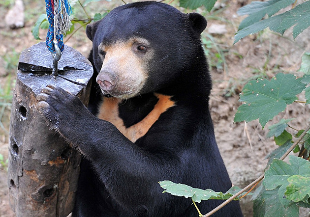 Medvěd, nebo člověk v kostýmu? Návštěvníci podezřívají čínskou zoo z podvodu