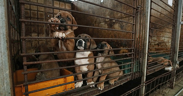 Jižní Korea po staletích zakázala psí maso, senioři přijdou o svou pochoutku