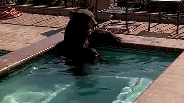 VIDEO: Bylo mu horko. V bazénu u kalifornské vily se zchladil medvěd