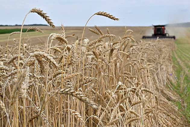 Ukrajina si kvůli obilí stěžuje u WTO na Slovensko, Polsko a Maďarsko