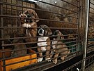 Farma v jihokorejském Pchjongtcheku chová psy pro maso. (27. ervna 2023)