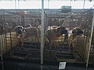 Farma v jihokorejském Pchjongtcheku chová psy pro maso. (27. ervna 2023)