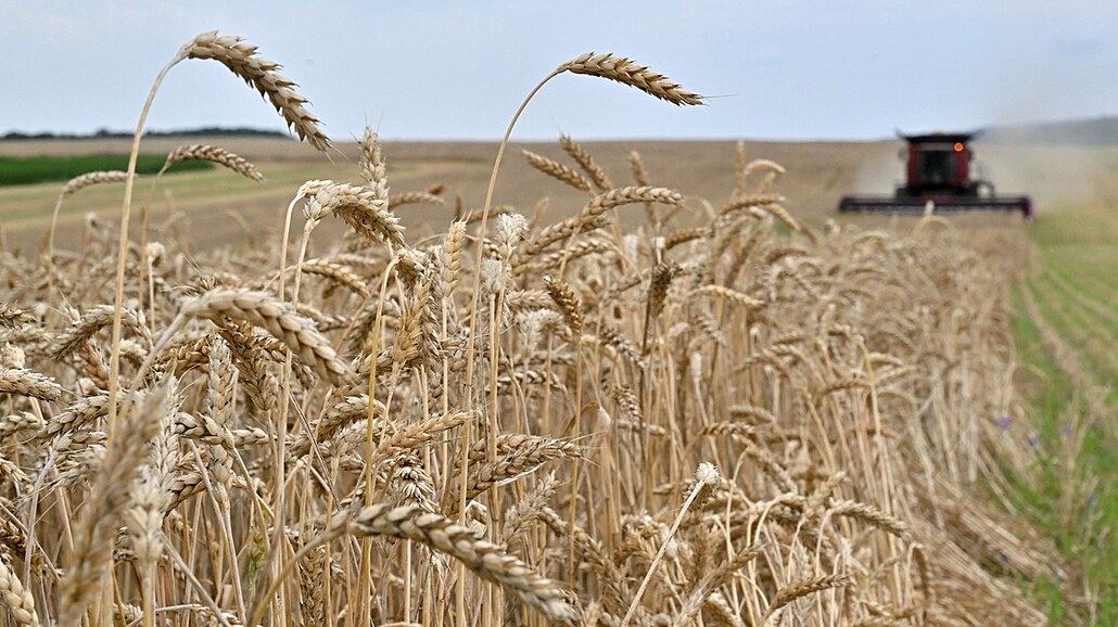 Kombajn sklízí pšenici na poli poblíž vesnice Kivshovata poblíž Kyjeva. (18....