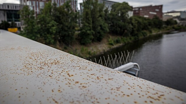 Rez na nov� �tvanick� l�vce v Praze. (31. �ervence 2023)