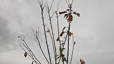 Zasn�ené vinice na ji�ní Morav�