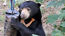 Na snímku je zachycen medvěd malajský. (17. října 2014)