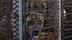Farma v jihokorejském Pjongteku chová psy pro maso. (27. června 2023)