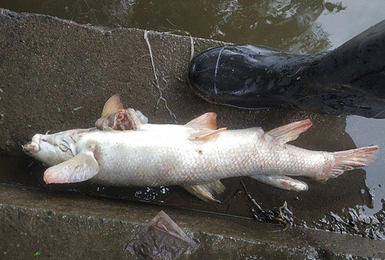 V Ode uhynula vlivem nedostatku kyslíku asi tuna ryb.