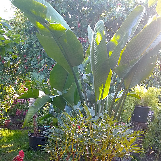 Banánovník uprosted Liberce v sousedství dozrávajících viní. Na této zahrad...