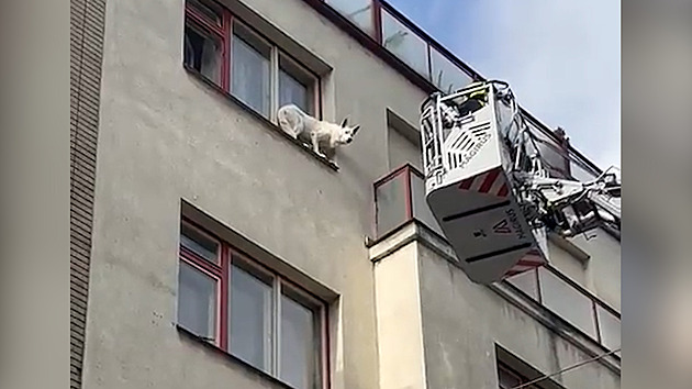 Pes uvázl na okenní římse ve čtvrtém patře, zachraňovali ho hasiči