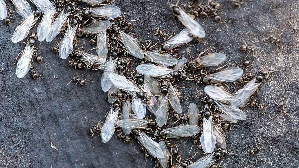 Ok�ídlení mravenci jsou na první pohled v�t�í ne� ti, které vídáme okolo...