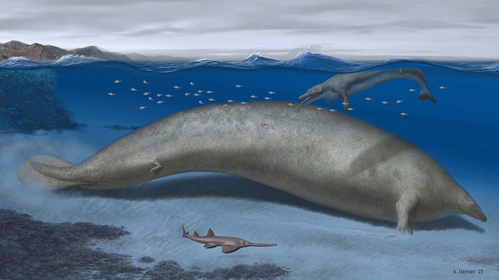 Ilustrace p�edstavuje prav�kou velryby z Peru pojmenovanou Perucetus colossus,...