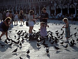 Holubi vám moná podkují, ale radní Benátek nikoliv. Za krmení ptactva na...