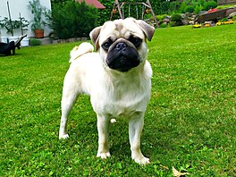 Ná� desetim�sí�ní mopslík jménem Muf