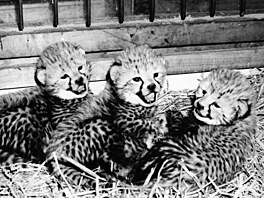 4. místo (1972): Praská zoo sice chová gepardy ji od roku 1933, nicmén první...