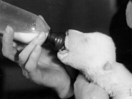 3. místo (1942): Zoo Praha se podail umlý odchov medvda ledního  ve...