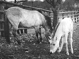 Klisna Minka s prvním híbtem narozeným a odchovaným v Zoo Praha (1933)
