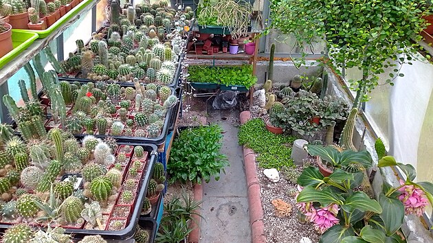 Milovan kaktusy