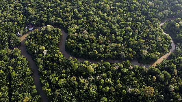 Pohled na les na ostrov Combu nedaleko msta Belm v Brazlii, kde se kon summit o ochran amazonskho pralesa. (6. srpna 2023)