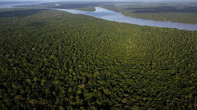 Pohled na les na ostrov Combu nedaleko msta Belm v Brazlii, kde se kon summit o ochran amazonskho pralesa. (6. srpna 2023)