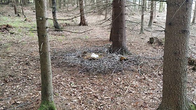 Na rsku si pi ern postavili hnzdo na zemi v lesku u dlnice. Podle ornitolog jde o naprost unikt.