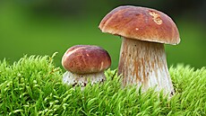 Smrtícím omylem je p�edstava, �e �ervivé houby nebo plodnice okousané od...