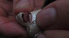 V Ode uhynula vlivem nedostatku kyslíku asi tuna ryb.