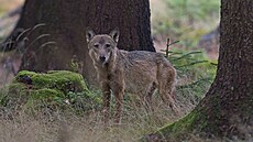 Polský vlk Gagat nalezl nový domov ve árských vrích. Ochranái pírody jeho...