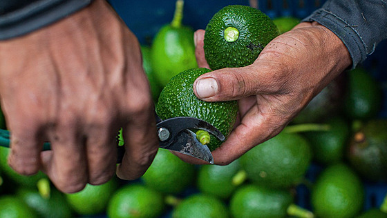 Mezi vývozce avokád pat�í i Kolumbie (16. dubna 2018)