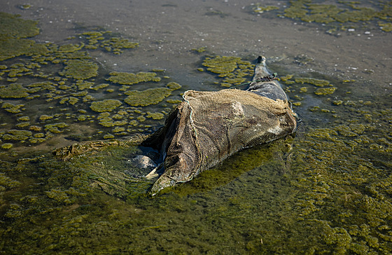 Uhynulý delfín na pobeí u obce Prymorske nedaleko Odsy na Ukrajin. Poet...