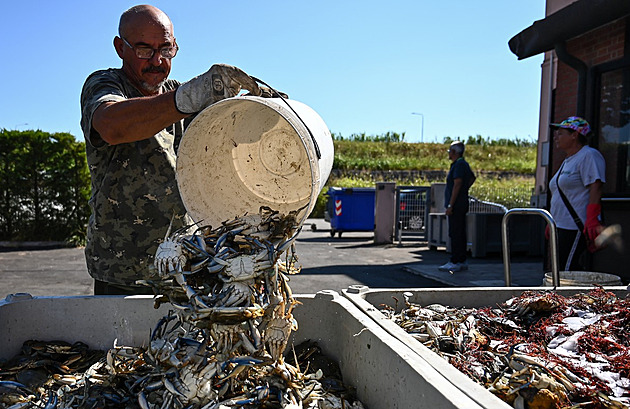 Přemnožený modrý krab zaplavil italské pobřeží, vláda spěchá na pomoc