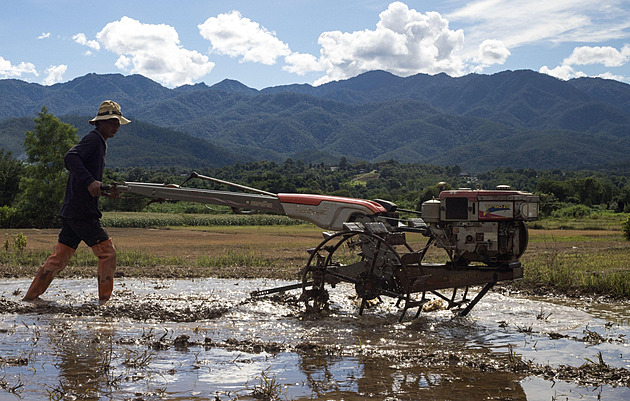 Thajská rýže je nejdražší od poslední potravinové krize, viníkem je klima
