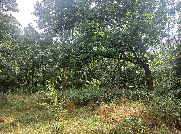 Opatovice si objednaly kopii zakládací listiny kláštera, lidé ji uvidí v září