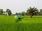 Pstování rýe v Thajsku (12. bezna 2023)