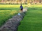 Pstování rýe v Thajsku (22. ervna 2023)