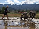Pstování rýe v Thajsku (9. ervence 2023)