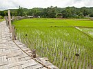 Pstování rýe v Thajsku (19. ervence 2020)