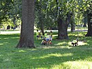 Lunky jsou nejvtm brnnskm parkem. Klid zde ovem asto naruuj...