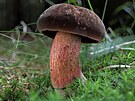 V lesch Olomouckho kraje se u zaaly objevovat hibovit houby. Toto je hib...