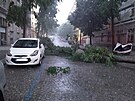 Pra��tí hasi�i zasahovali u n�kolika p�ípadu popadaných strom�. (16. srpna 2023)