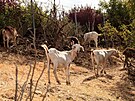 Stáda koz v Kalifornii spásají druhy rostlin, které by k íení ohn mohly...